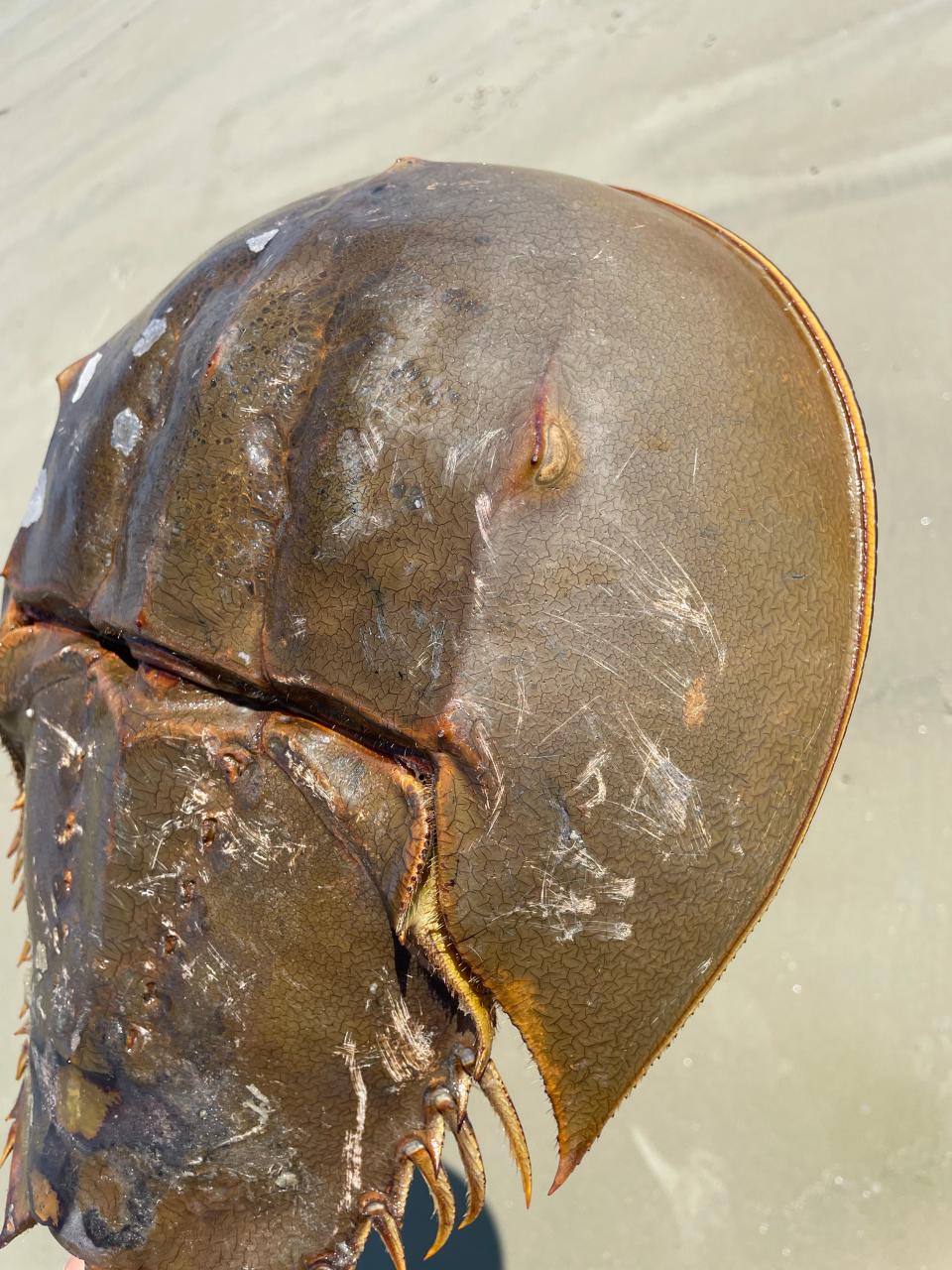 A large female crab spotted on the beach. The first horseshoe shaped segment of this creatures are called the prosoma, the spikey second segment is the opisthosoma and the pointy but harmless tail is the telson.