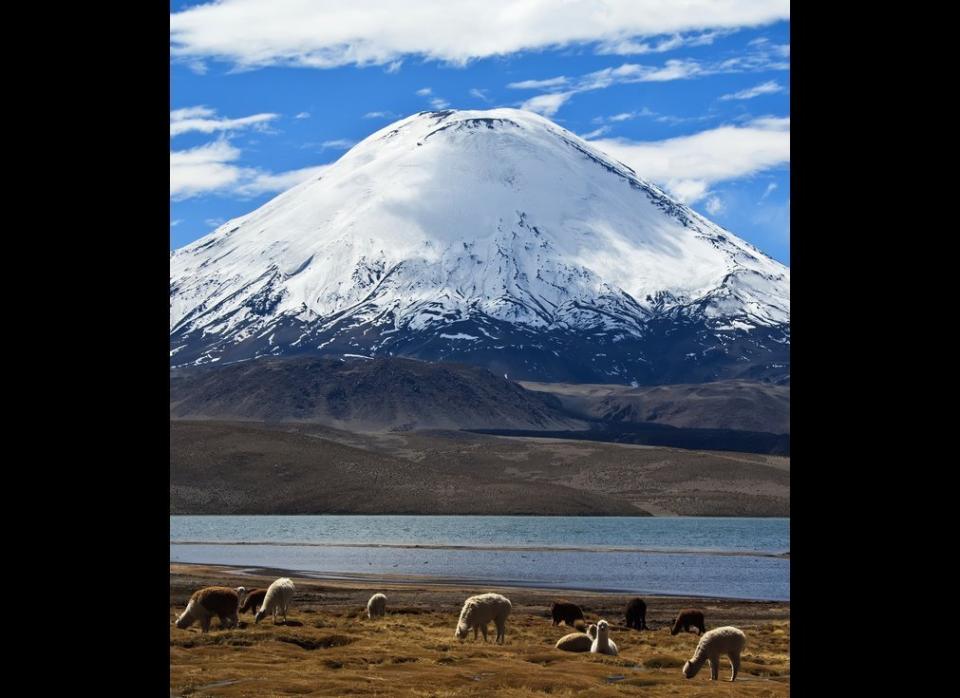 If the Parinacota Volcano in Lauca National Park isn’t acting up when you visit, amuse yourself by checking out the local wildlife which includes llama, alpaca, and even cougar!