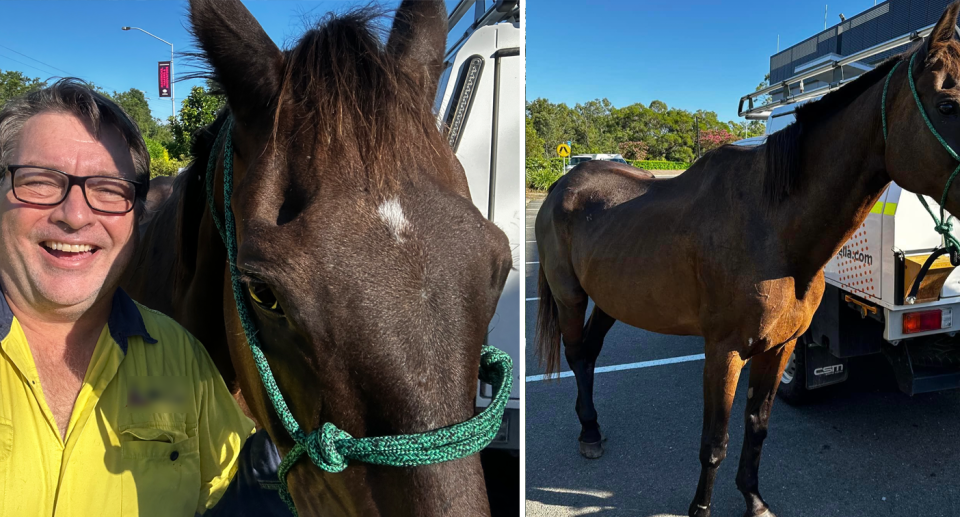 Left, Roland Mollison smiles beside the horse. Right, the horse stands beside a ute in the Bunnings carpark.