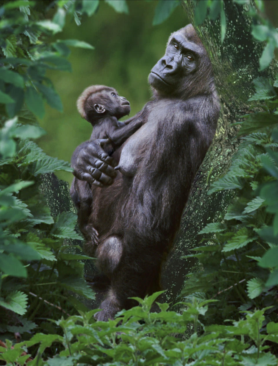 Gorilla mit Baby Tropischen Regenwald in Mondika, Kongo © Steve Bloom Images / Alamy © Paramount Pictures