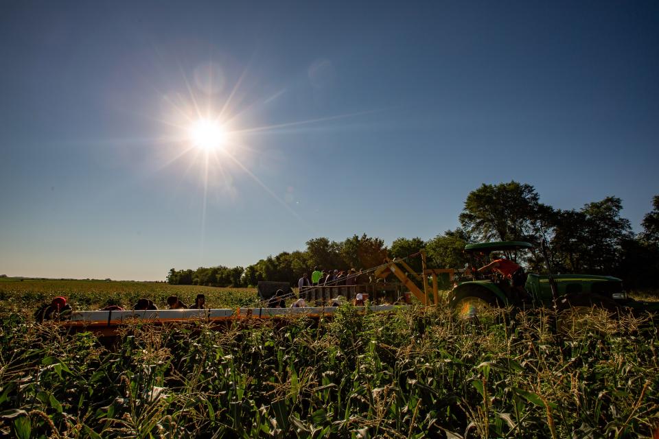 Sweet corn is finally ready to harvest at Deardorff Sweet Corn in Adel.