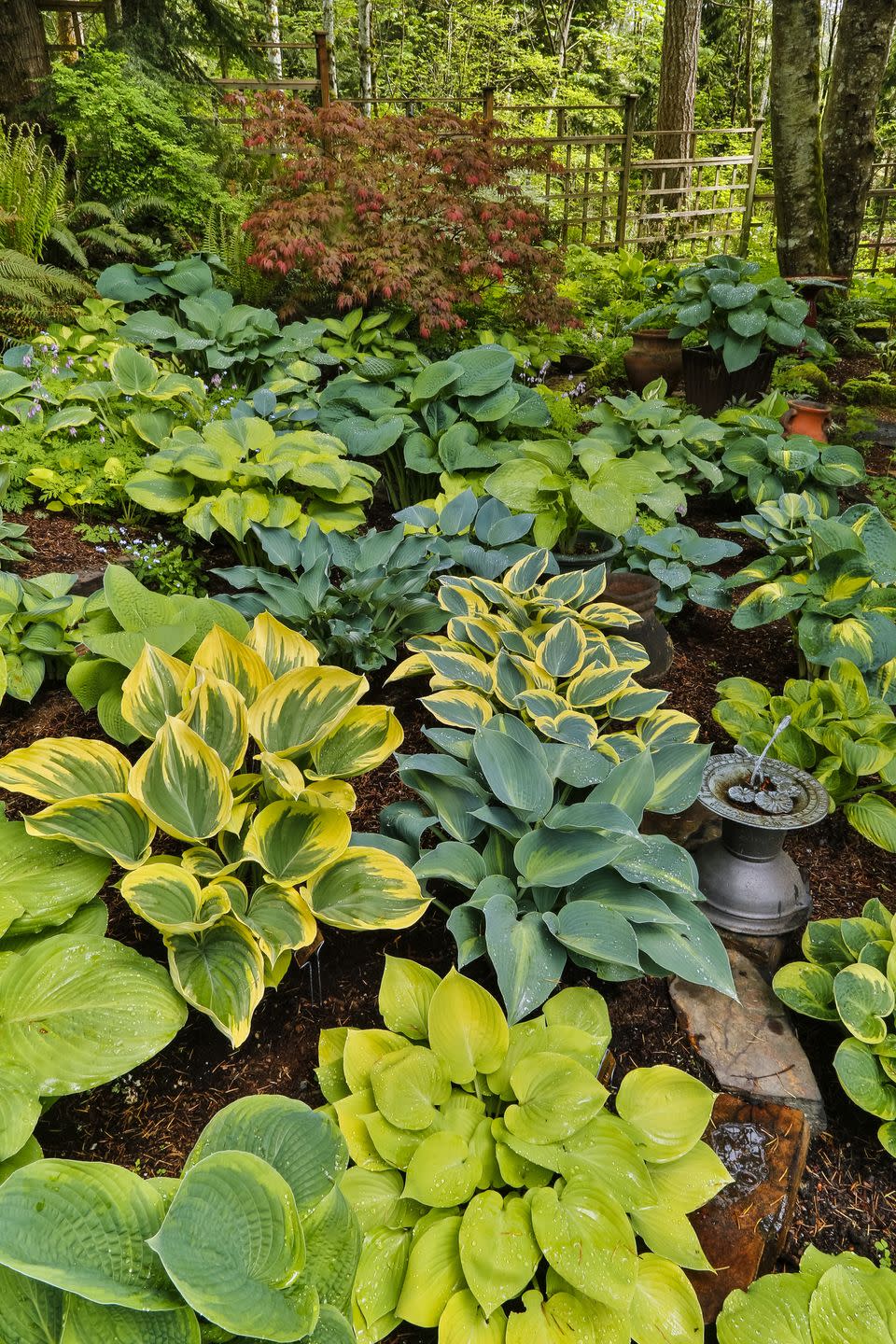 hosta garden in late spring