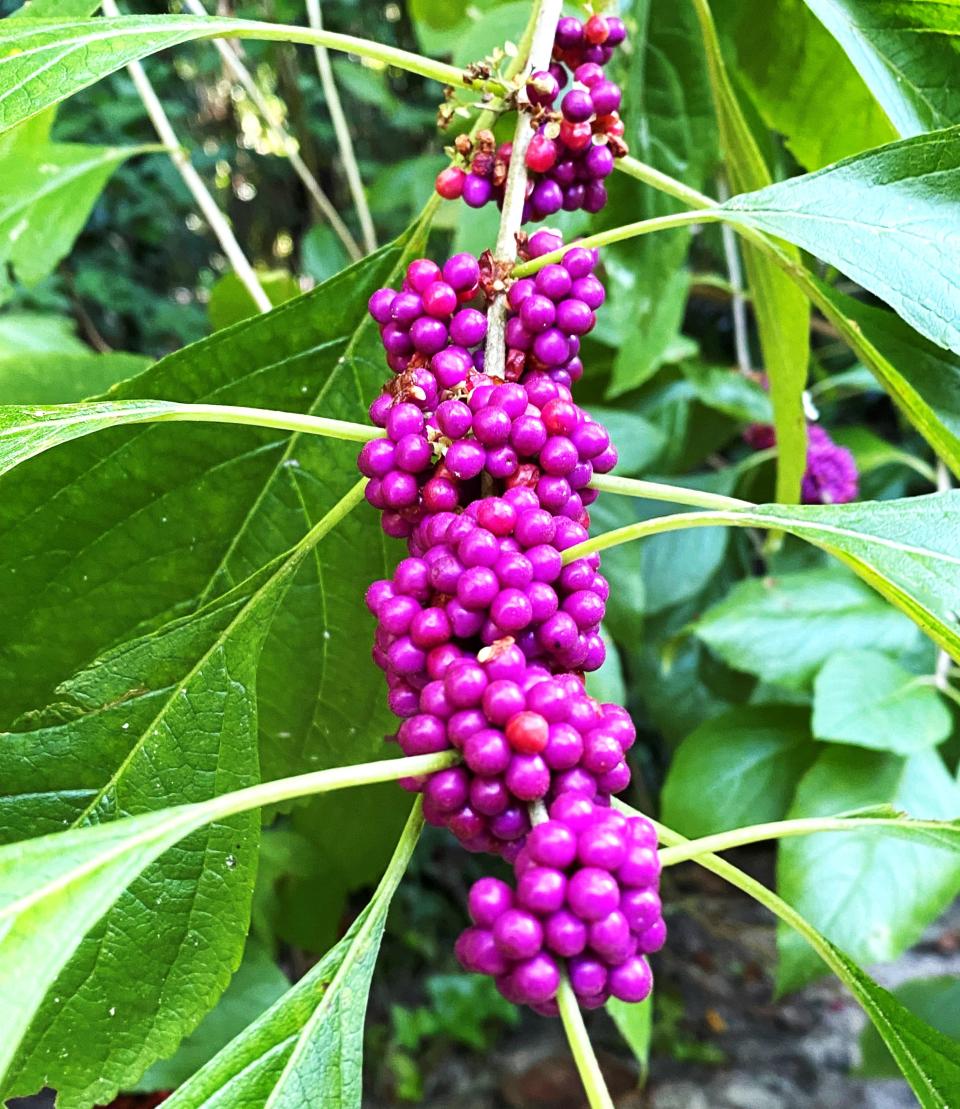 Shiny purple berries of American beautyberry remain on the shrub until they become food for a variety of wildlife. A mockingbird removed a few berries from the top of this cluster.