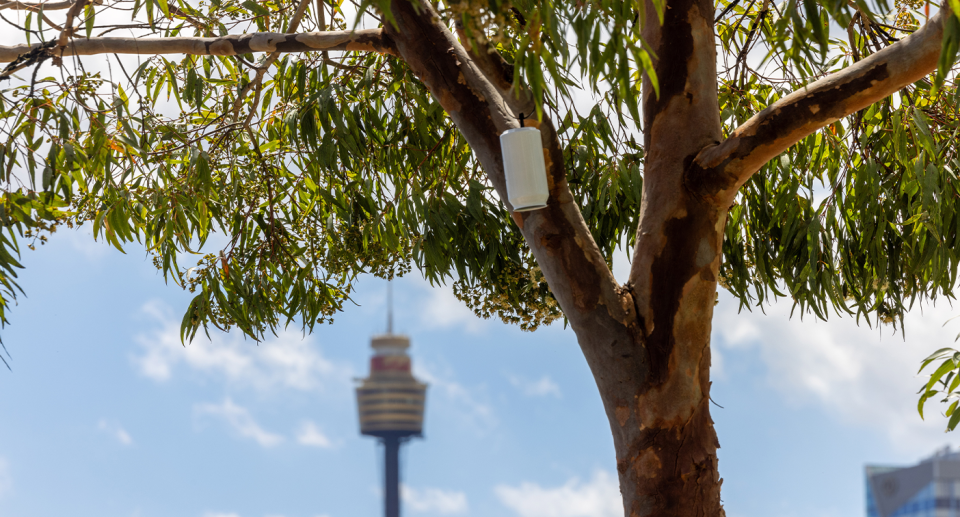 A temperature device (white) in a tree. The centrepoint tower can be seen in the background.