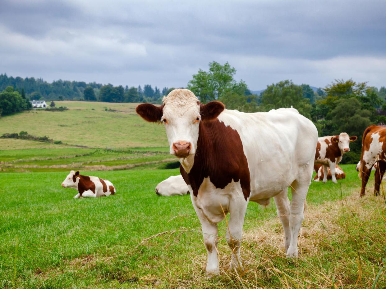 The last time mad cow disease took over, 4.4 million cattle were slaughtered: Getty/iStock