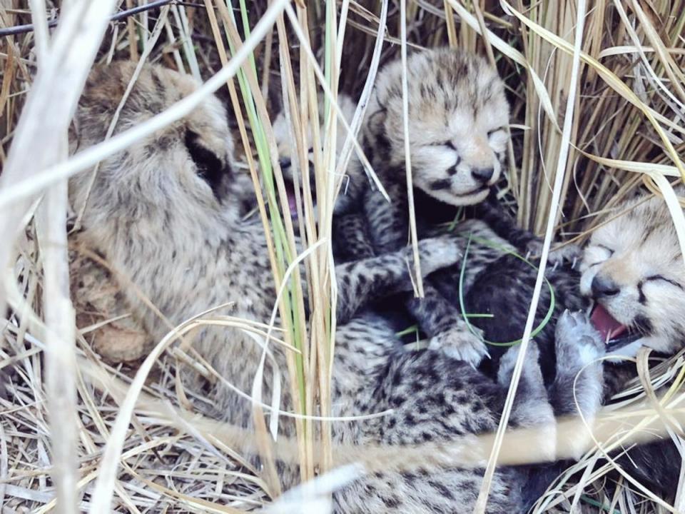 The cheetah’s four cubs were spotted only on Wednesday morning by Namibian and India veterinarian expert inside Kuno national park  (Department of Forest/ Madhya Pradesh)