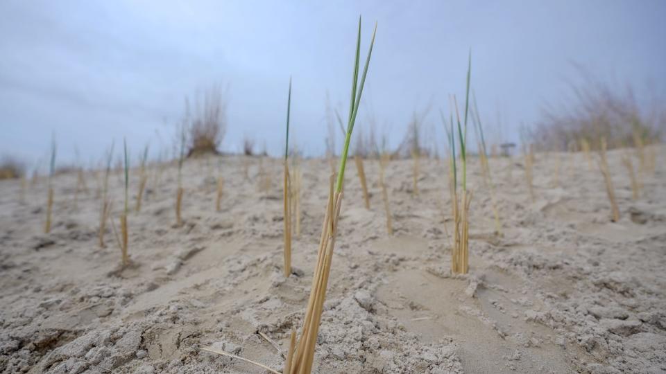 Volunteers are planting 22,050 sprigs of dune grass to shore up Narragansett's coastline, carefully planted at even intervals, one stalk at a time.