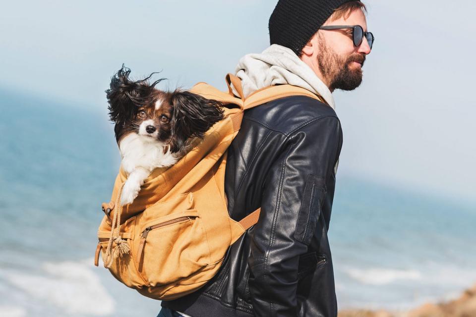 Papillon dog sitting in a yellow backpack worn by man in a black leather jacket