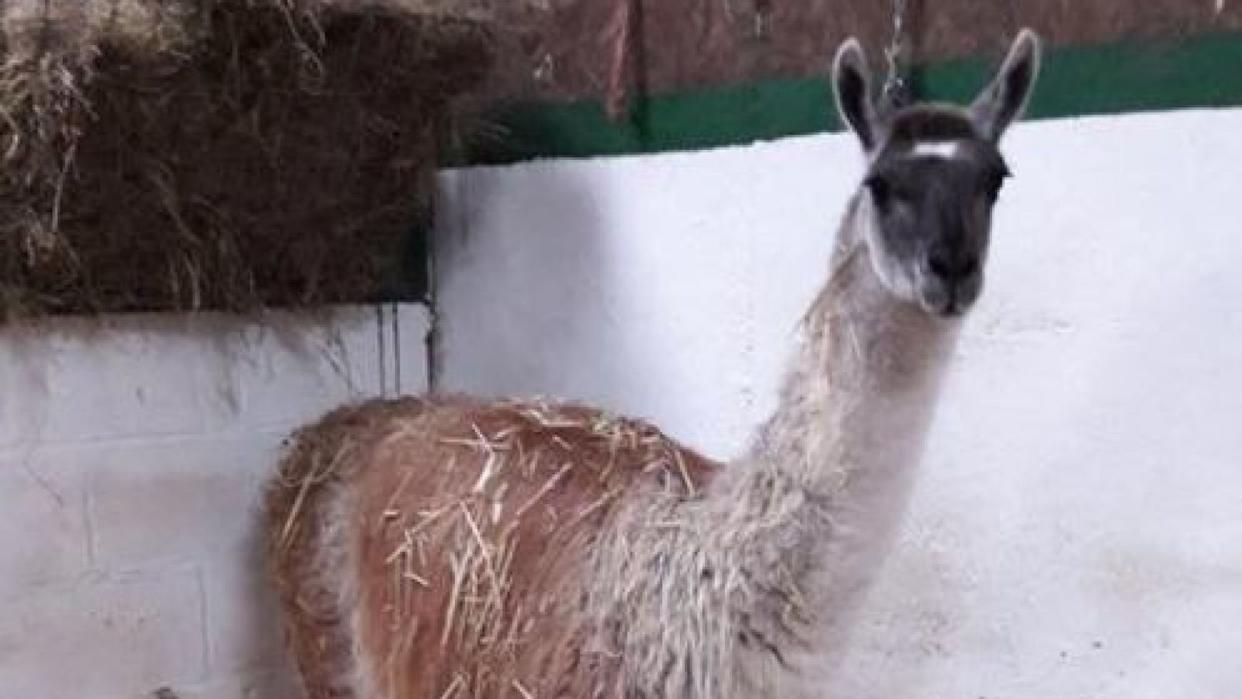 Larry the llama (Northumbria Police)