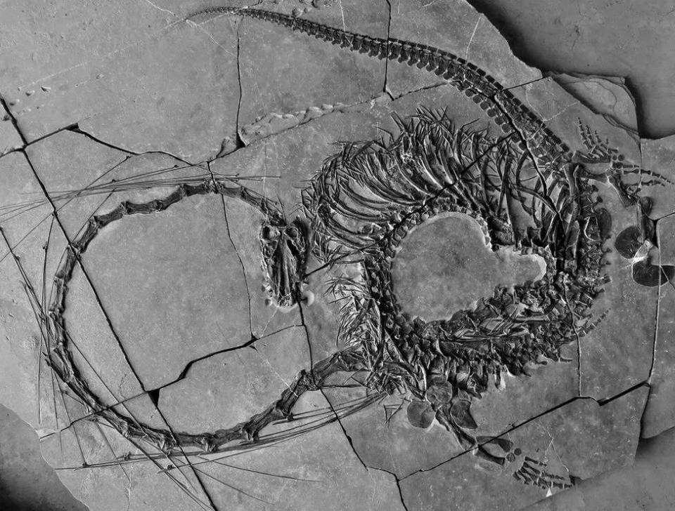 Des fossiles de Dinocephalosaurus orientalis ont été découverts dans la province du Guizhou, dans le sud de la Chine.