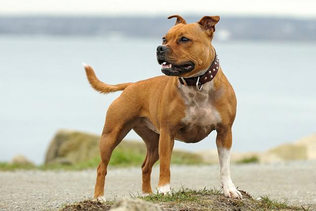 The 5 Different Types of Pit Bull Dog Why They Can Make Great Pets