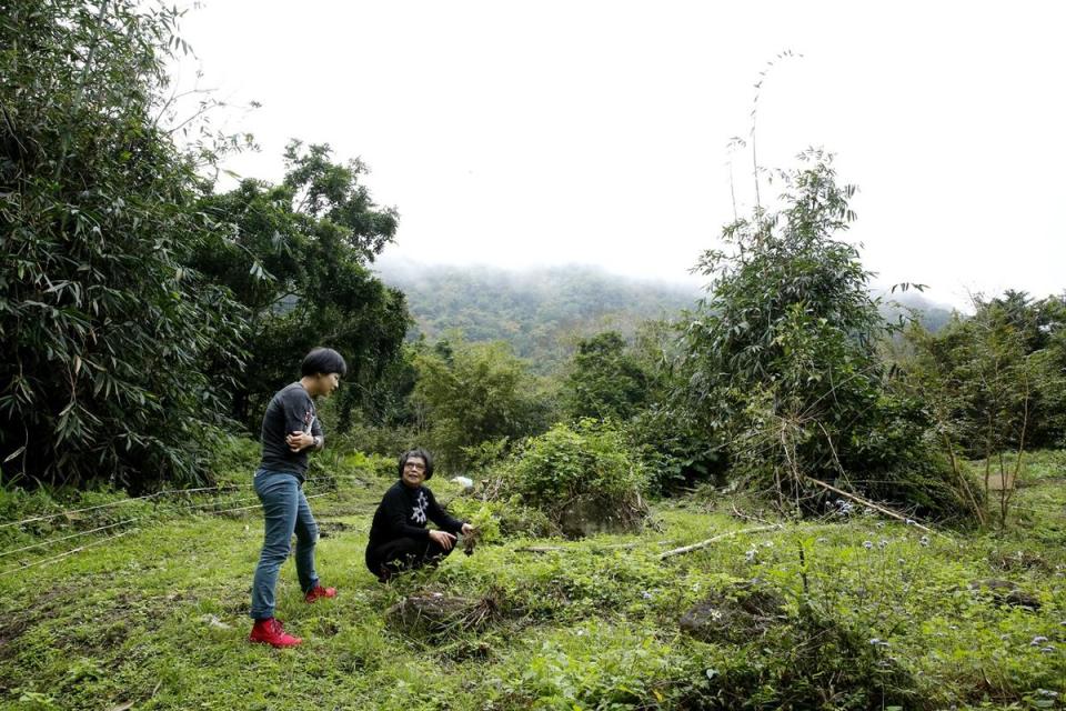 詹師姐親自除草、照顧菜園，以跟大自然和平共處的方式種菜。