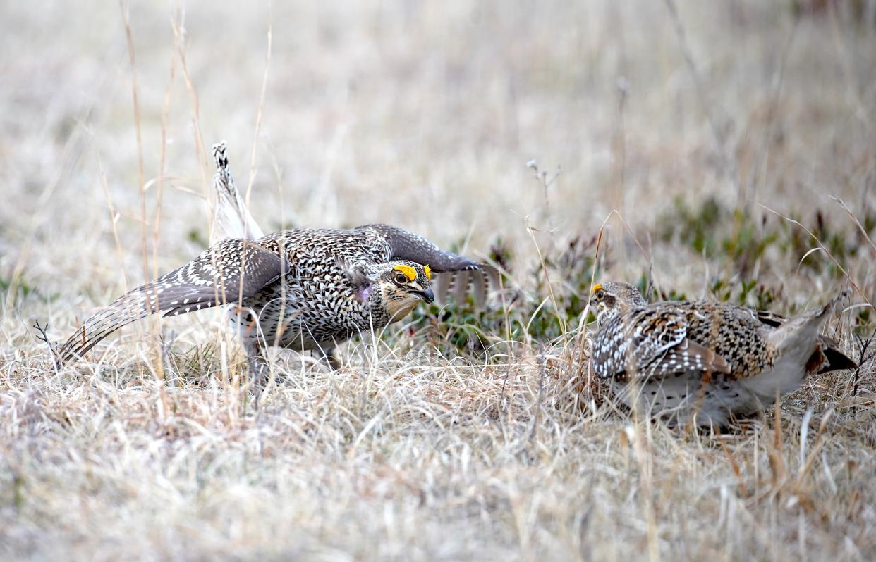 Male sharp-tailed grouse face off in a test of dominance at a breeding ground, or lek, at Namekagon Barrens Wildlife Area on April 25, 2024 in Danbury, Wisconsin.