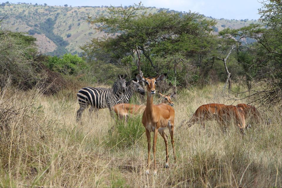 The Akagera national park in RwandaAFP via Getty Images