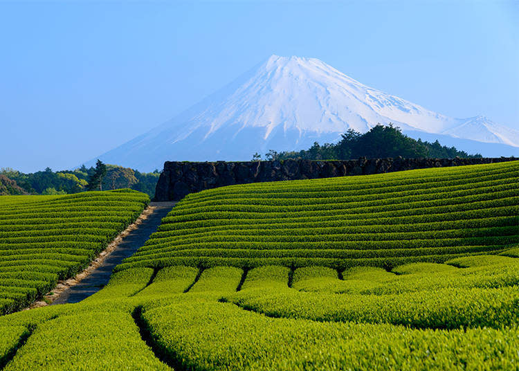 從靜岡縣的茶園眺望的富士山