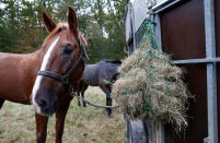 Horses are seen after a roe dear-hunt on horseback with hounds in the Chantilly royal estate forest, north of Paris, France, October 12, 2016. Picture taken October 12, 2016. REUTERS/Jacky Naegelen