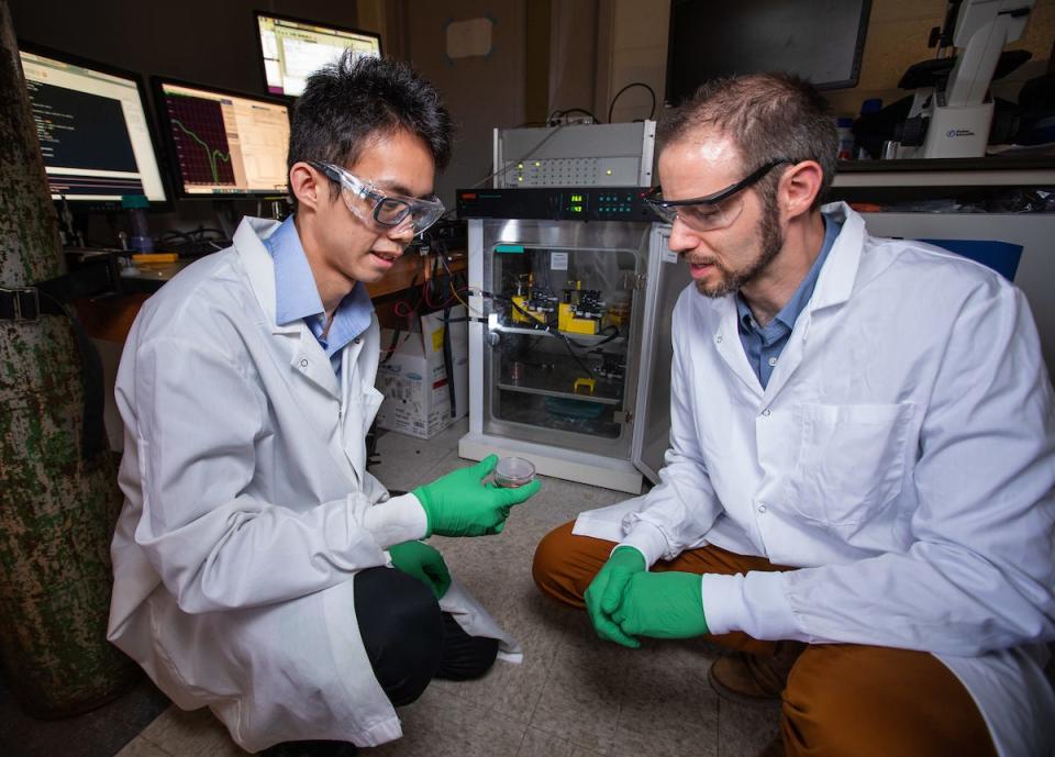Yee Chan, left, and Nigel Reuel are developing small, low-cost, contact-free, electromagnetic biosensors to monitor the growth of therapeutic cells.
