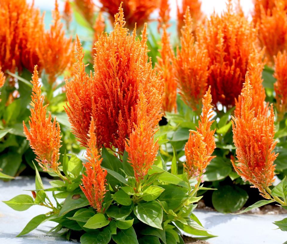 Feathery plumes of ‘Flamma Orange’ Celosia make it a flaming-hot choice for fall landscapes. As an AAS award winner it is an exceptional performer and has a long bloom time in hot climates.