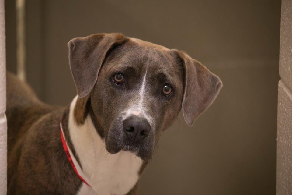 Sprinkles, a 2-year-old hound, in a 2019 file photo.