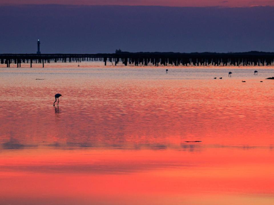 Enjoy one of the largest flamingo colonies in Europe (iStock/Getty)