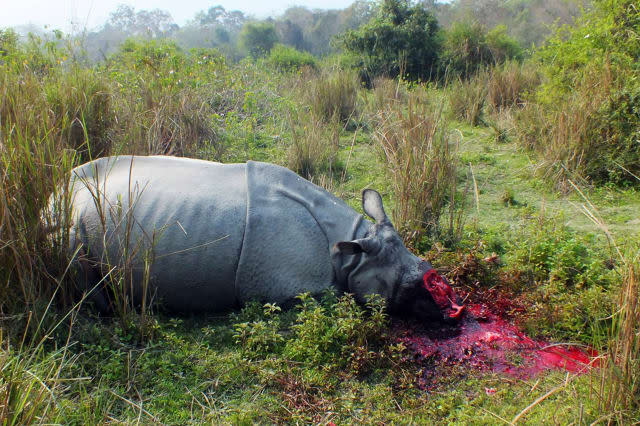 INDIA-WILDLIFE-RHINO-POACHING