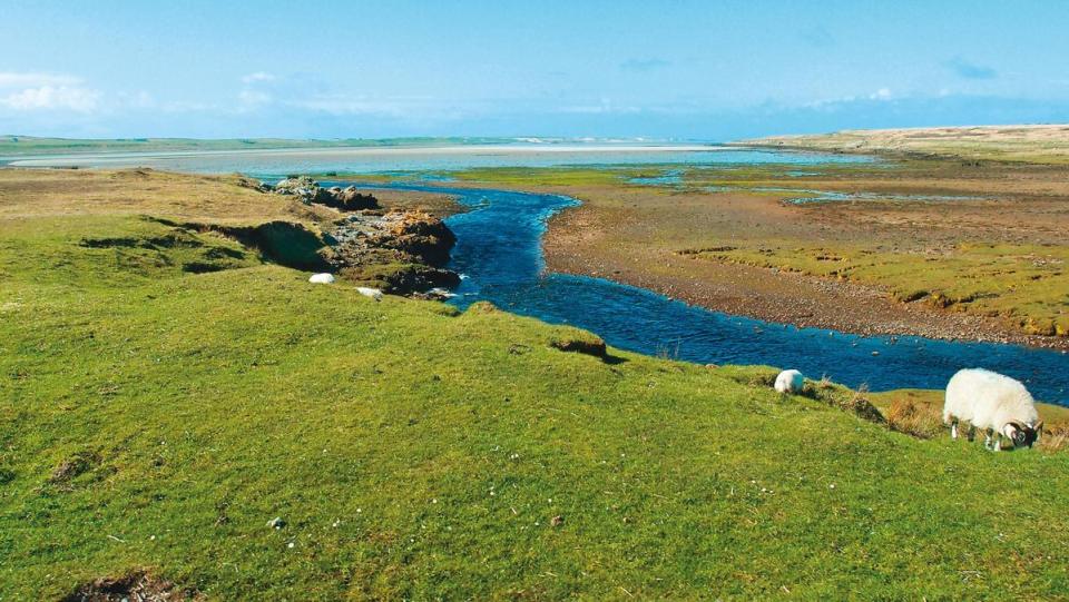 蘇格蘭處處可見的綿羊，也出現在艾雷島，在強烈海風吹拂下吃著鮮綠嫩草，身上的羊毛在強風下晃得厲害。