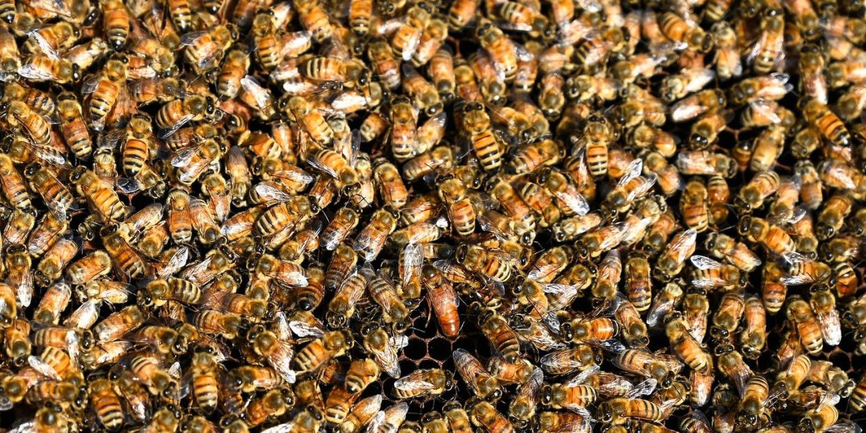 india agriculture honey bee farming
