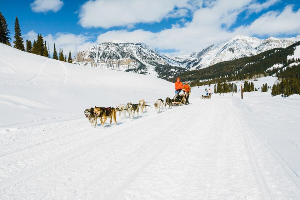 Dog sledding in Jackson Hole with Snake River Sporting Club