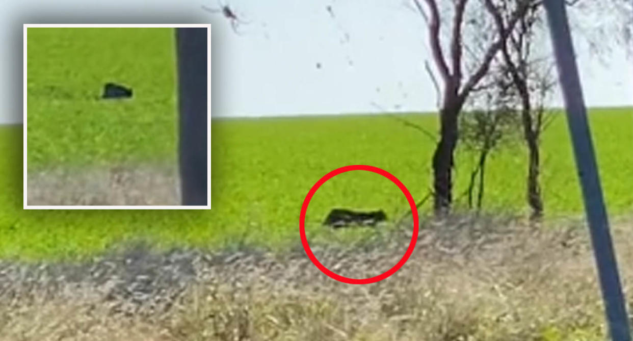 Large feral black cat roaming through grass on Moree property. 