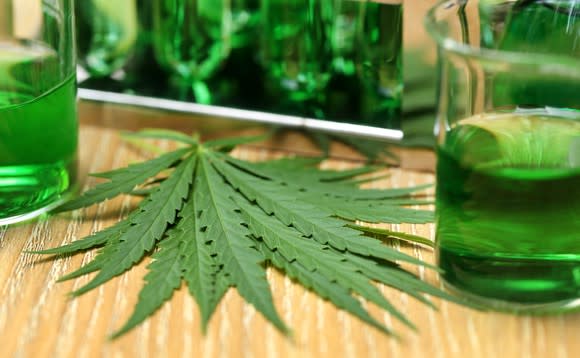 Marijuana leaves on table next to beakers filled with green liquid.