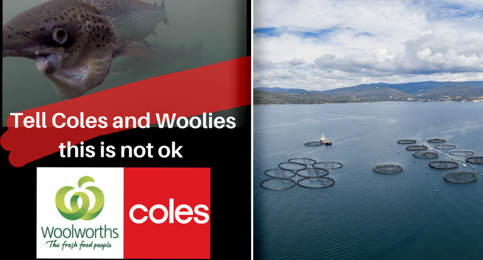 An online campaign post asking for people to boycott buying salmon (left) and a salmon farm (right).