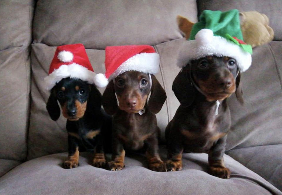 Die Dackel sorgen schlagartig für wunderbares Weihnachts-Feeling. (Bild: Caters)