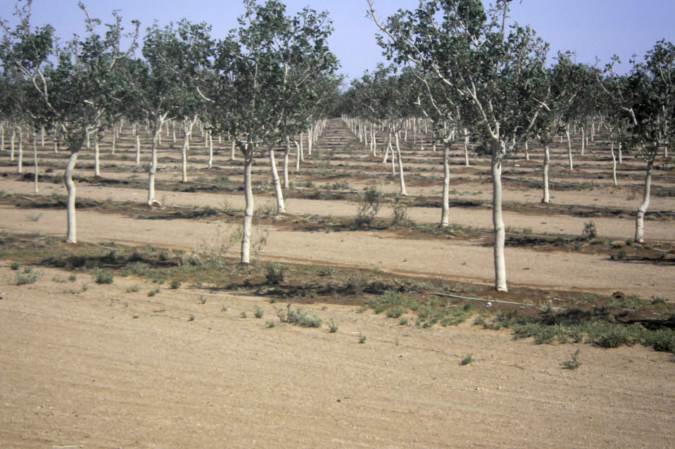 This April 18, 2022, photo provided by Mohave County shows orchards near Kingman, Ariz. where irrigation now has been limited. The Arizona Department of Water Resources made the decision this week to protect a dwindling groundwater supply. (Mohave County via AP)