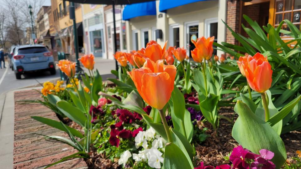 Tulips and other flowers are in full bloom along Main Street in downtown Hendersonville on Tuesday, March 29, 2022.