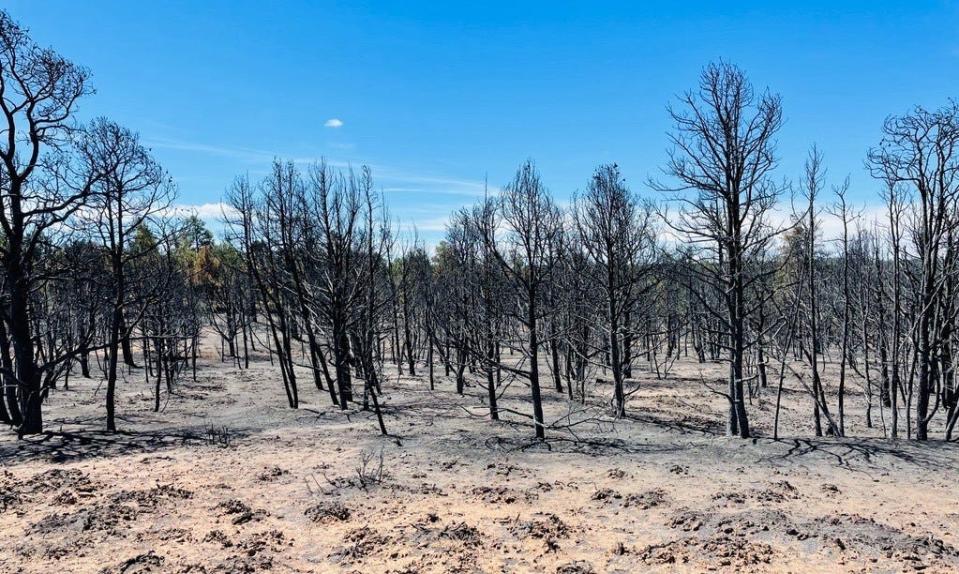 A scarred landscape was left behind in the wake of the American Mesa Fire southwest of Dulce.