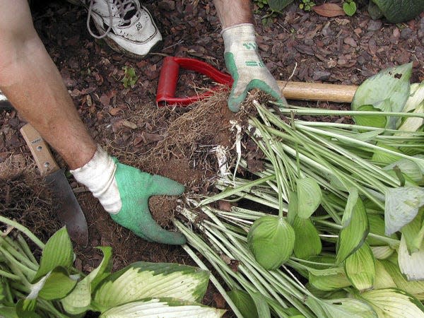 Hostas are best divided by cutting through the crown with a sharp plant knife.