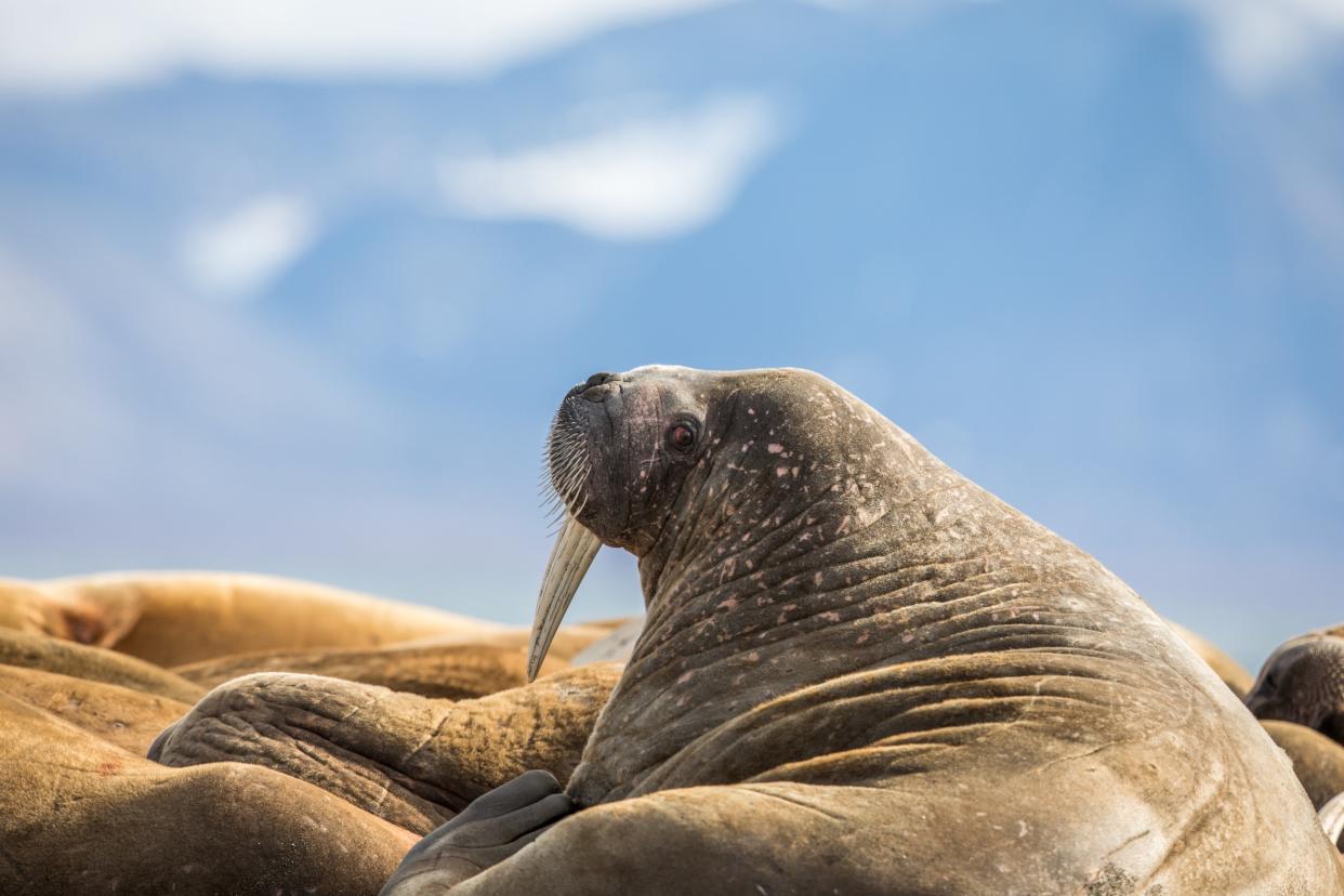 Meet Svalbard's most bad-tempered residents - ©Lillian - stock.adobe.com