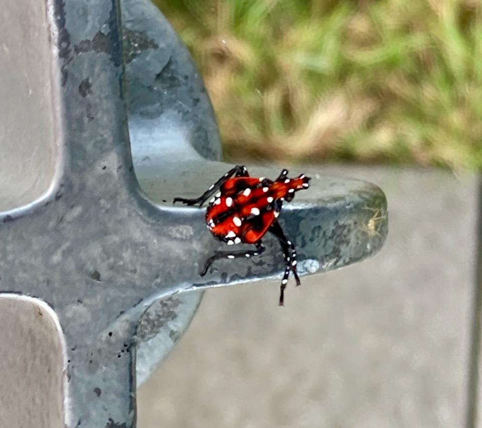 A spotted lanternfly in its last, or fourth, nymphal stage with black stripes and white spots. At this stage they are roughly a half-inch long.