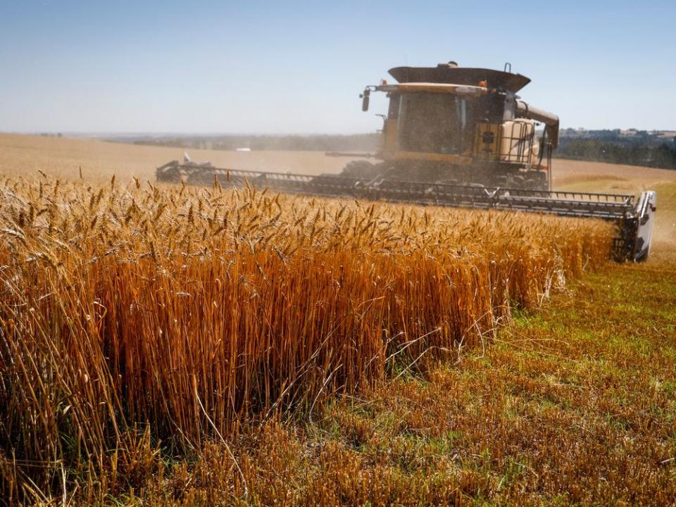  A farmer harvests wheat in Alberta.