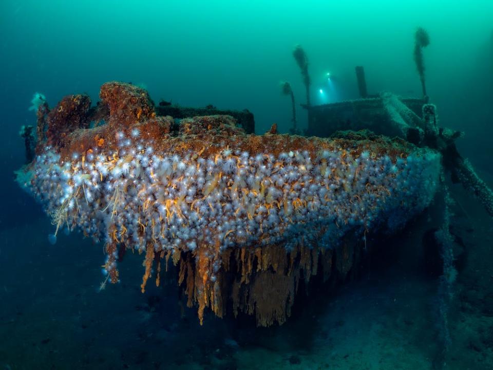 The Parat, a wreck off the Norway coast, looms at the camera, covered in anemones. The image is a winner in the 2024 Underwater Photographer of the Year Awards.