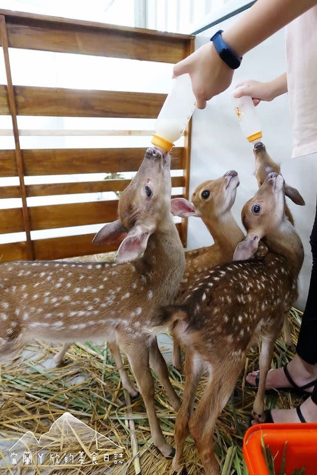 心花鹿Fun-宜鹿發農場有許多可愛動物可以互動。（圖／臉書粉專《宜蘭ㄚ欣的美食日誌》授權提供）