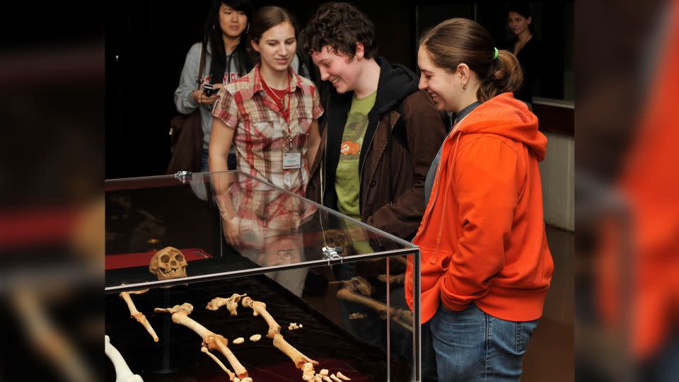 A 3D cast of the skeleton of Homo Floresiensis on display at Stony Brook University, part of the State University of New York system. - Tim Wiencis/Splash News/Newscom