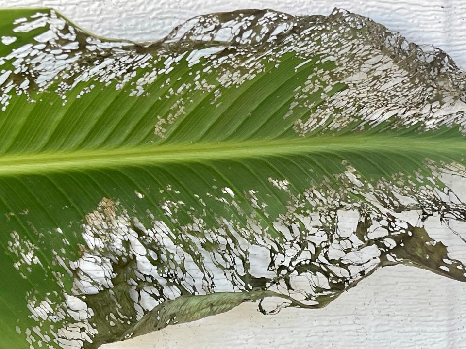 When  Japanese beetles feed on foliage they chew out the tissue between the veins, leaving the leaf with a skeletonized appearance. The large tropical leaves of cannas, like this one, are among their favorites.