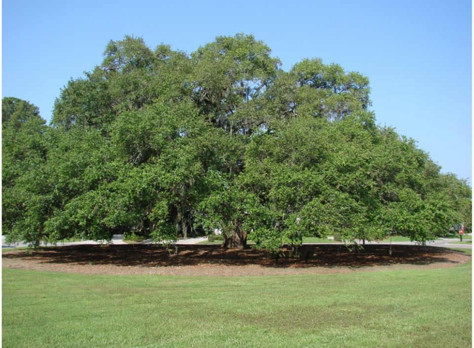 Tailbird Live Oak