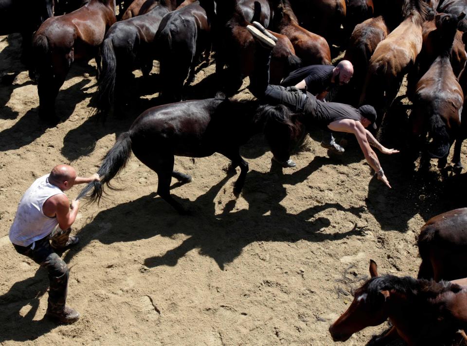 <p>Teilnehmer der traditionellen jährlichen „Rapa das Bestas“-Veranstaltung im spanischen Dorf Sabucedo versuchen, ein wildes Pferd festzuhalten. Bei dem jahrhundertealten Brauch aus Galizien werden Anfang Juli verwilderte Pferde ins Tal getrieben und dort geschoren und markiert. (Bild: REUTERS/Miguel Vidal) </p>