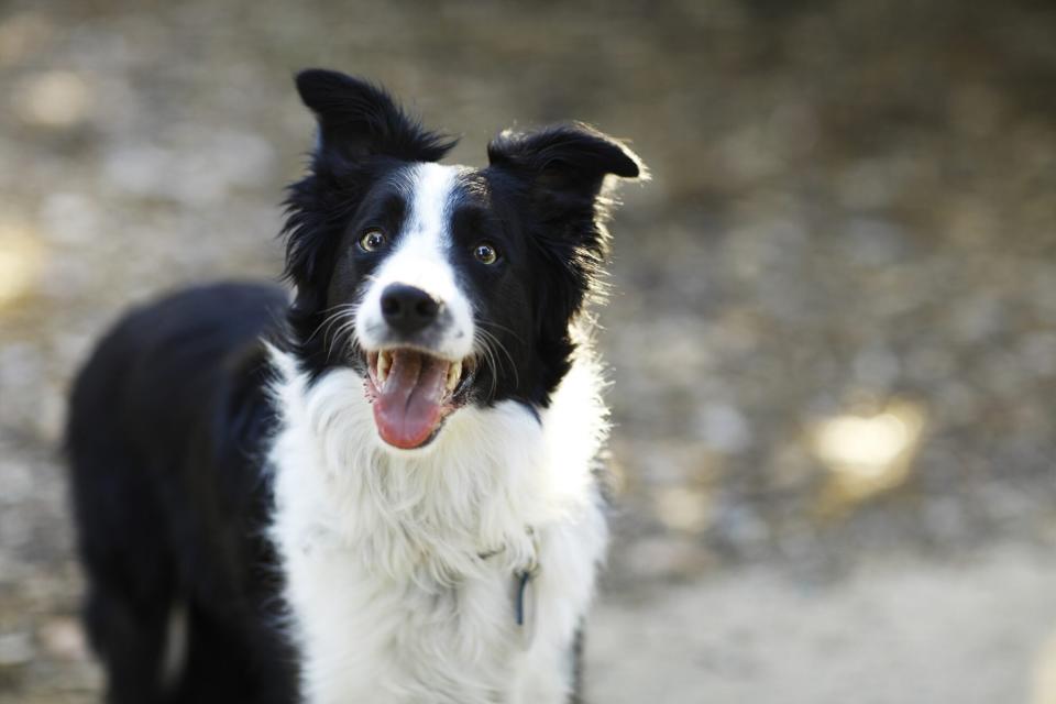 black and white border collie smiling at the camera