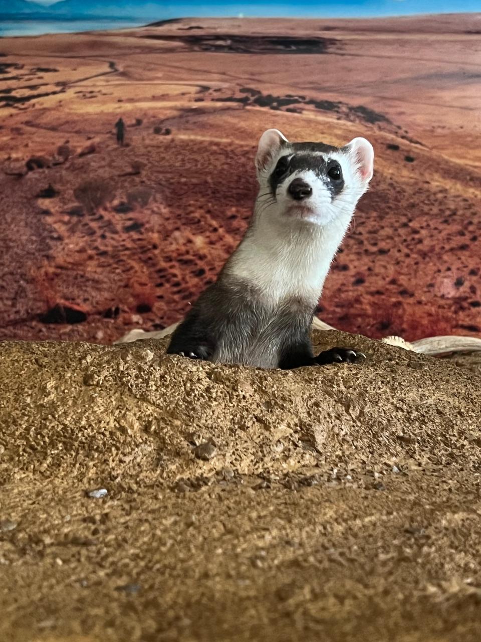 Amarillo Zoo brings back the perfect opportunity to Roach your Ex now until Feb.15, offering the opportunity to name nutrition after that special someone to be fed to a zoo animal, such as this Black-footed Ferret named Cameron.