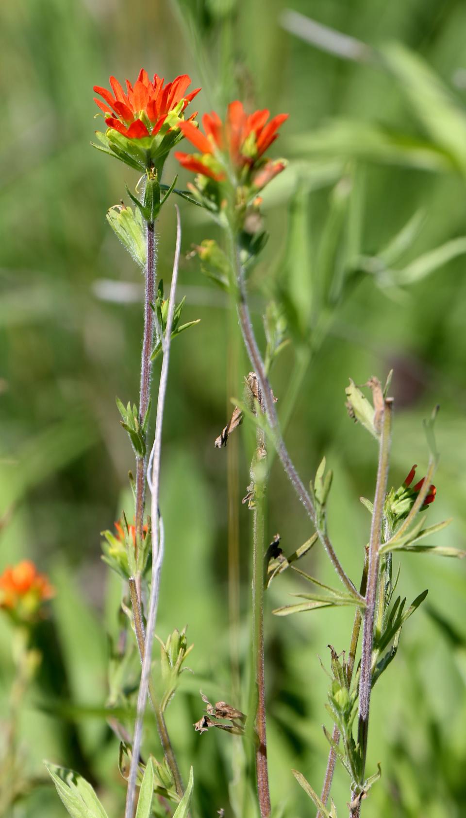 Indian paintbrush flowers are seen in a prairie at the home of Jean and Tom Weedman in the Town of Eagle.