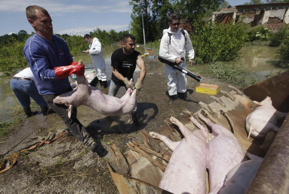 A veterinarian disinfects drowned pigs during heavy floods in the village of Prud