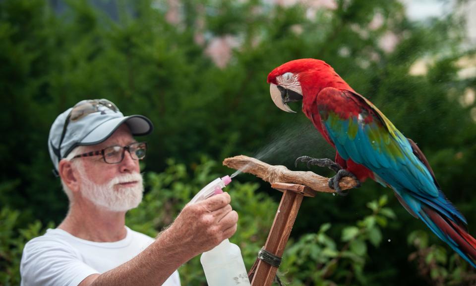 JoJo Porowski sprays his green-winged macaw Charlie with water to keep him cool at a Bloomington event in 2017.